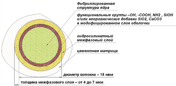 Фибриллированная структура ядра